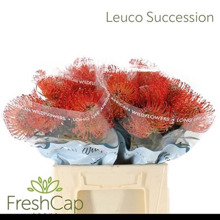 <h4>Leuco Co Succession</h4>