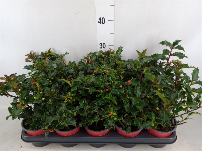 <h4>Ilex aquifolium</h4>