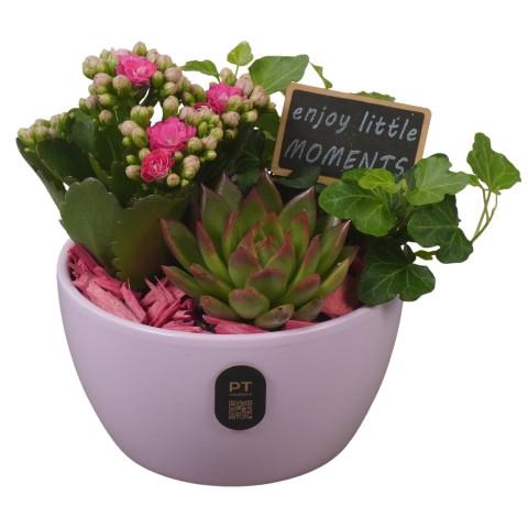<h4>PTIB5132 Arrangementen kamerplanten</h4>