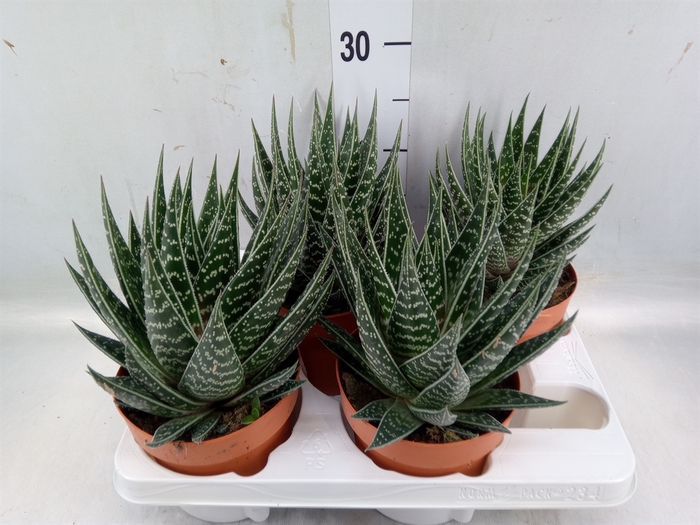 <h4>Aloe aristata 'Tiki Tahi'</h4>