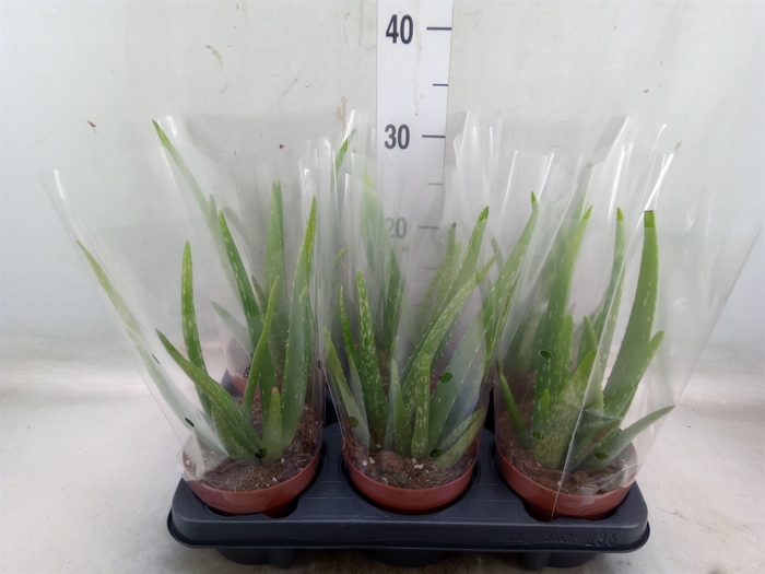 <h4>Aloe vera</h4>