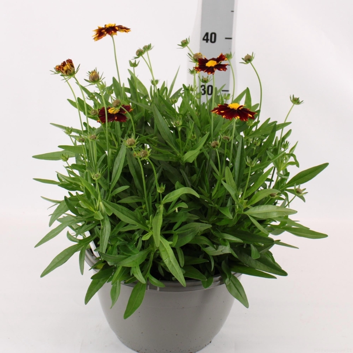 <h4>CORE GRANDIFLORA</h4>