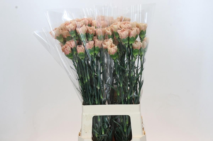 <h4>Dianthus St Honey</h4>