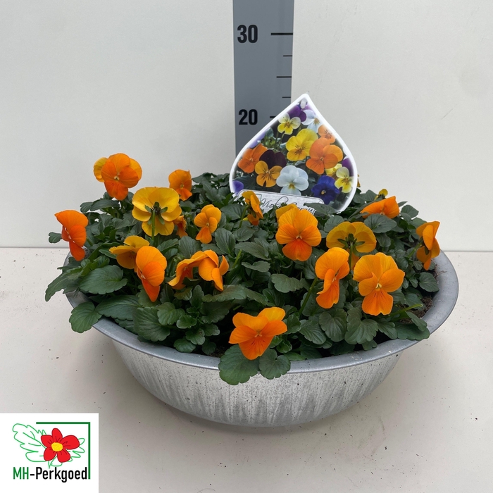 <h4>VIO CO SORBET GEM</h4>