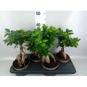 Ficus microcarpa 'Ginseng'