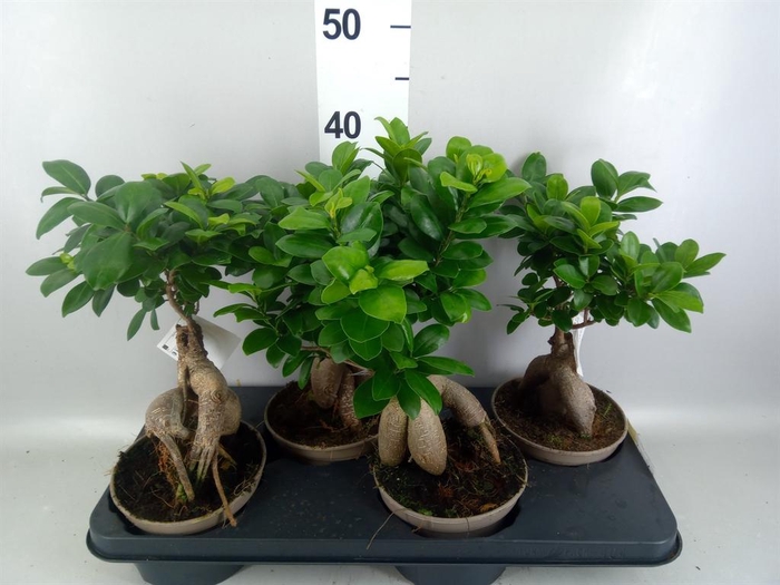 <h4>Ficus microcarpa 'Ginseng'</h4>