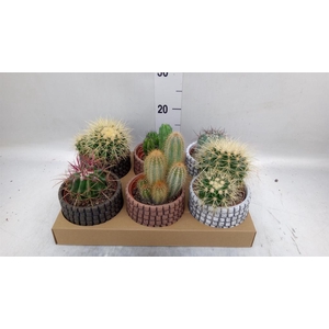 Cactus   ...