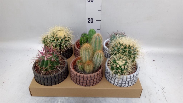 <h4>Cactus   ...</h4>