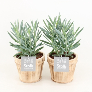 Senecio Curio Ficoides Mount Everest in wood bruin