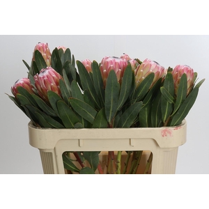 Protea Susara