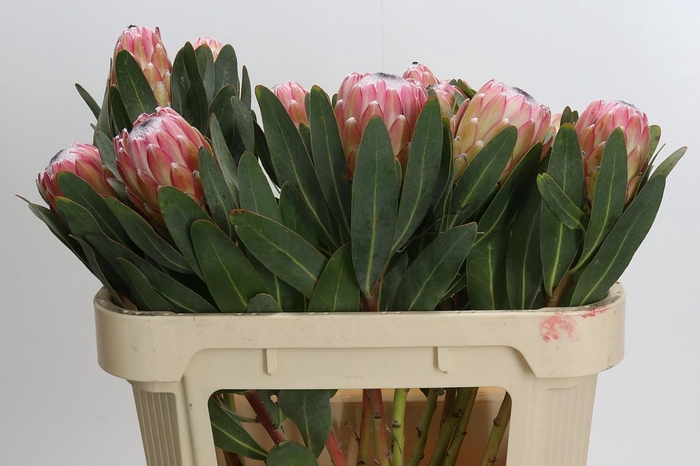 <h4>Protea Susara</h4>