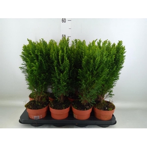 Chamaecyparis laws. 'Ellwoodii'