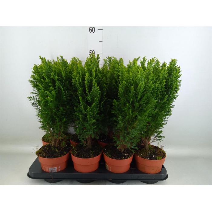 <h4>Chamaecyparis laws. 'Ellwoodii'</h4>