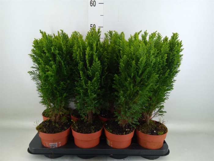 Chamaecyparis laws. 'Ellwoodii'