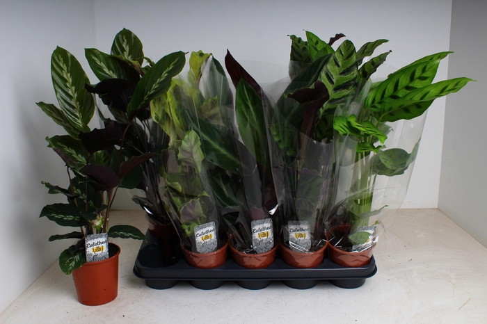 <h4>CALAT GEM 5 SRT</h4>