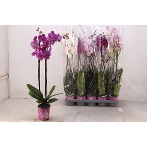 PHAL GEM 5 KL