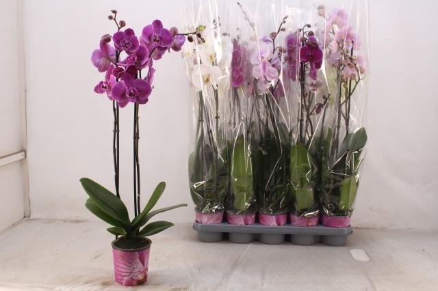 <h4>PHAL GEM 5 KL</h4>
