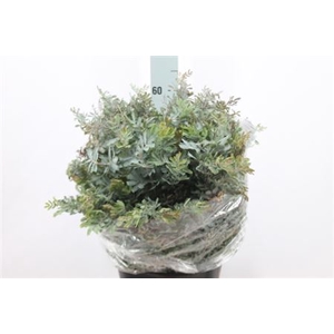 Acacia Mimosa Baileyana 200 Gram