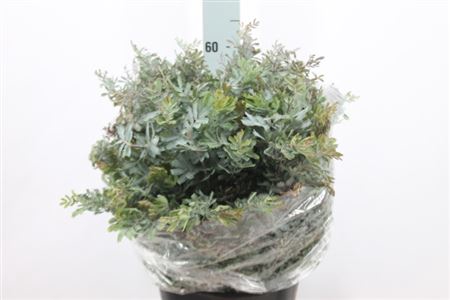 <h4>Acacia Mimosa Baileyana 200 Gram</h4>