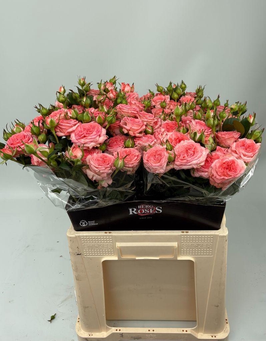 <h4>Rosa spray first date</h4>