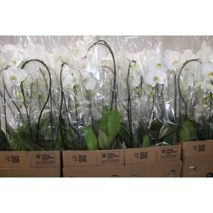 PHALAENOPSIS CASCATA P12 BRANCO