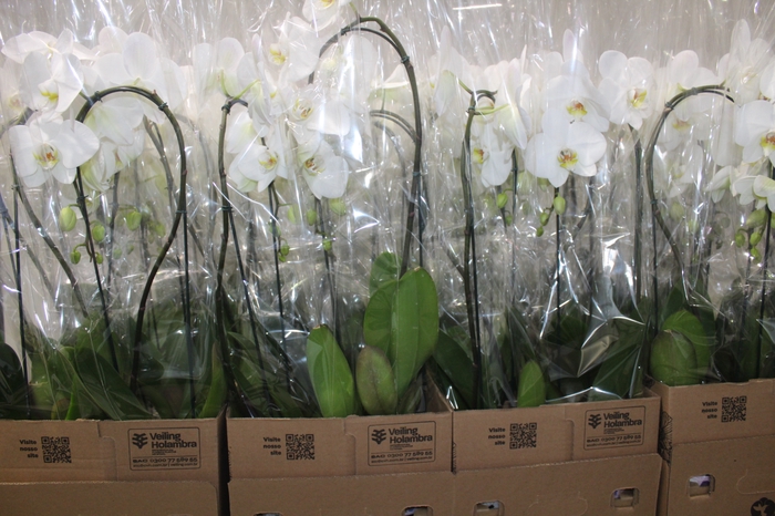 <h4>PHALAENOPSIS CASCATA P12 BRANCO</h4>