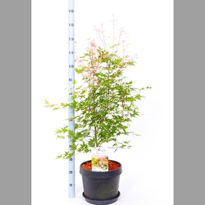 ACER PALMATUM