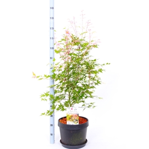 ACER PALMATUM