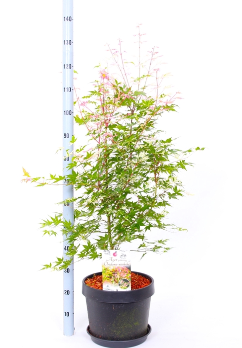<h4>ACER PALMATUM</h4>