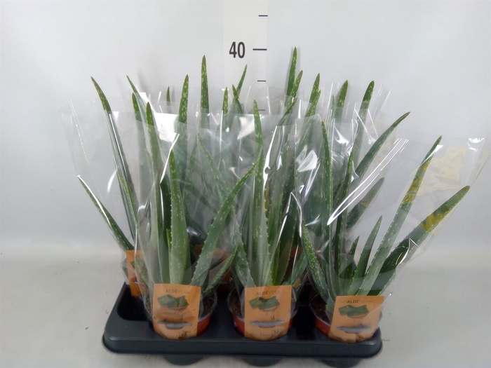 <h4>Aloe vera</h4>