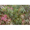 Acer palmatum