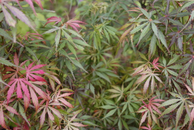 Acer palmatum