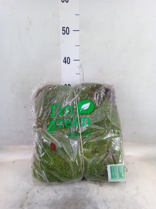 <h4>Mossen   ...H%</h4>