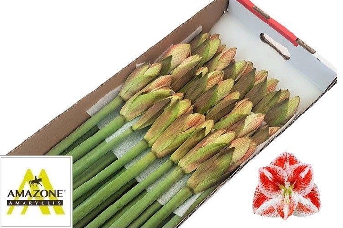 <h4>HIPP GA POPOV</h4>