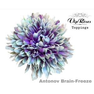 Vip. Chr G Antonov Brain Freeze