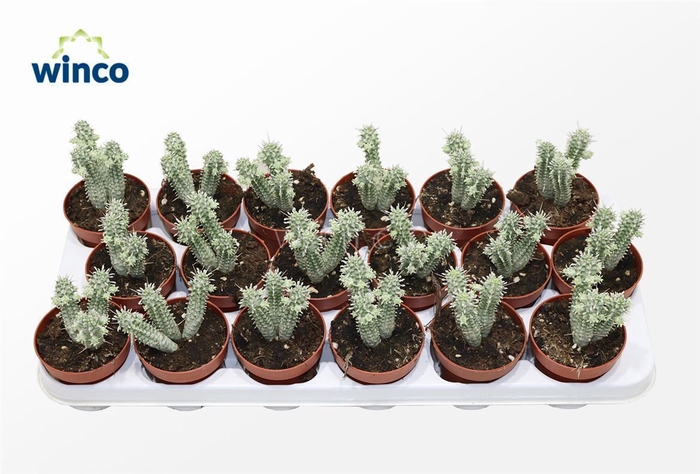 <h4>Euphorbia Mammillaris Variagata</h4>