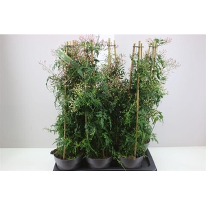 Jasminum Pyramide 400+