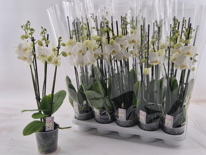 <h4>PHAL OV WIT</h4>