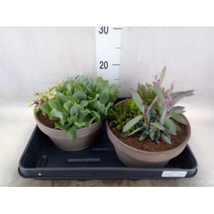 Arr.  Succulents L%