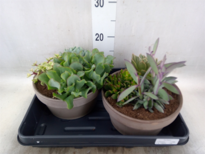 <h4>Arr.  Succulents L%</h4>