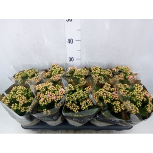 Kalanchoe blos. 'RosDon Alano'