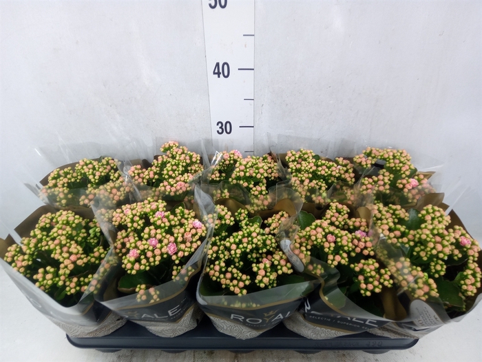 <h4>Kalanchoe blos. 'RosDon Alano'</h4>