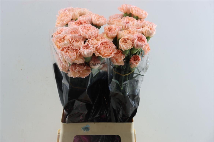 <h4>Di St Peachy Mambo</h4>