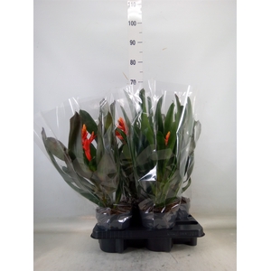Aechmea  'Pepita Elegant Flames'