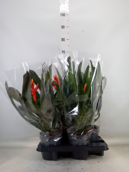 <h4>Aechmea  'Pepita Elegant Flames'</h4>