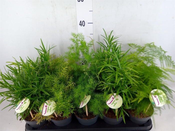 <h4>Asparagus   ...mix</h4>
