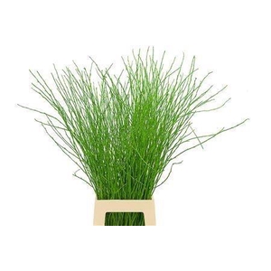 BETULA OV KLB H%