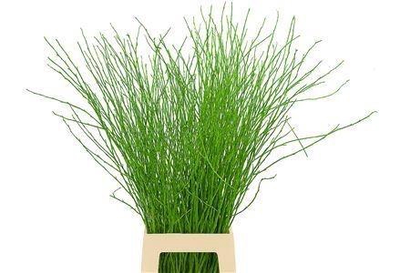 <h4>BETULA OV KLB H%</h4>