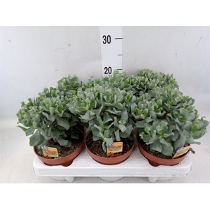 Crassula arborescens subsp. undilat