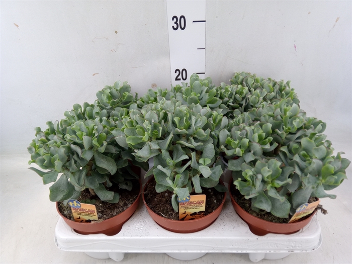 <h4>Crassula arborescens subsp. undilat</h4>